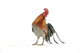Fancy Rooster Wall Decal