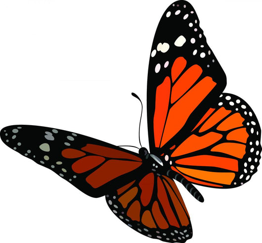 Butterfly Monarch Wall Decal