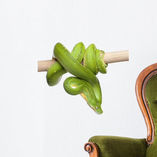 Green Tree Python Looking Wall Decal