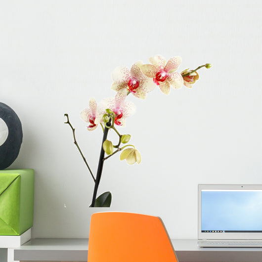 Orchid Wall Decal
