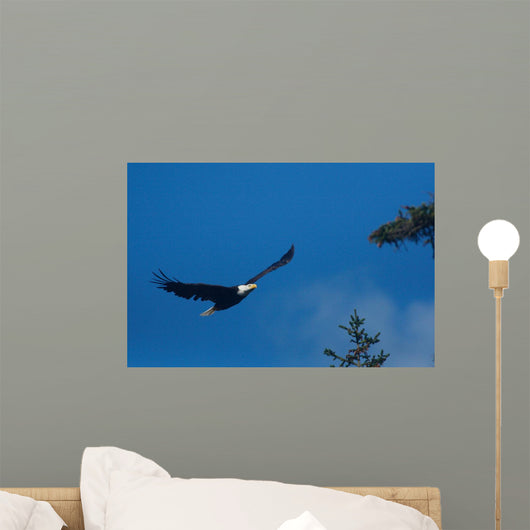 Bald Eagle Flight Wall Decal