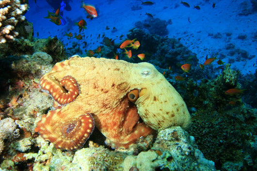 Reef Octopus (Octopus cyaneus) and Tropical Fish Wall Mural