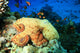 Reef Octopus (Octopus cyaneus) and Tropical Fish Wall Mural