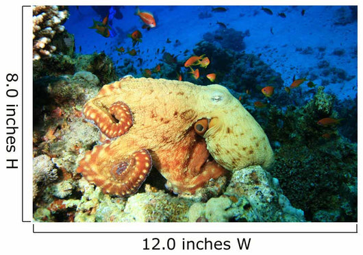 Reef Octopus (Octopus cyaneus) and Tropical Fish Wall Mural