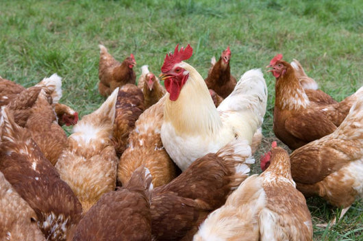 Large Rooster and Hens Wall Decal