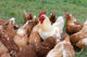 Large Rooster and Hens Wall Decal