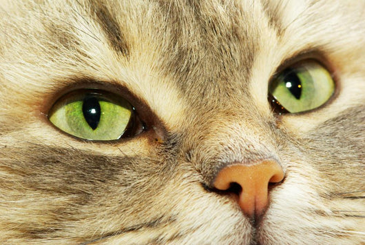 Cat Wall Decal