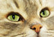 Cat Wall Decal