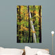 Tall Trees Forest Wall Decal