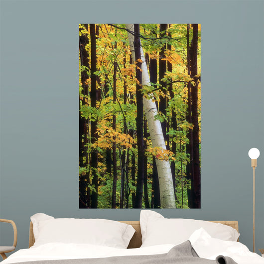 Tall Trees Forest Wall Decal