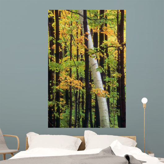 Tall Trees Forest Wall Decal