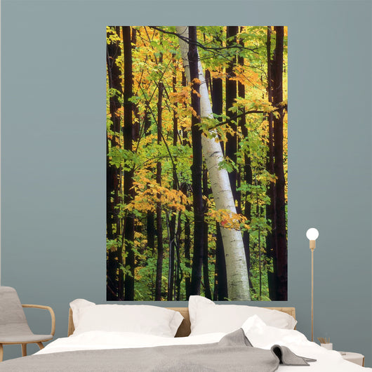 Tall Trees Forest Wall Decal