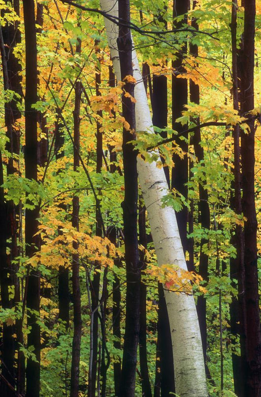 Tall Trees Forest Wall Decal