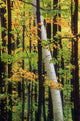 Tall Trees Forest Wall Decal