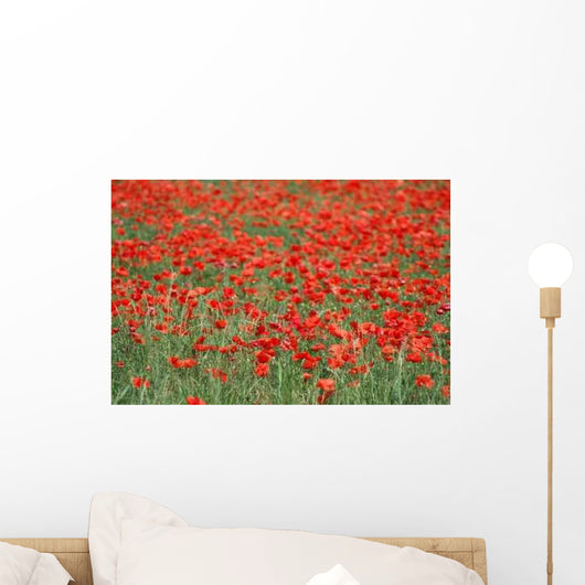 Field Poppies Wall Decal
