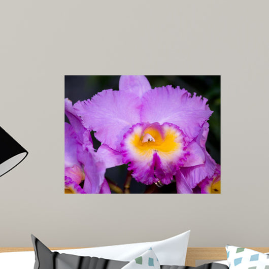 Cattleya Orchid Wall Decal