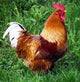 Rooster Wall Decal