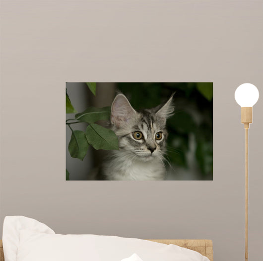 Maine Coon Kitten Wall Decal