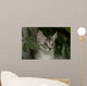 Maine Coon Kitten Wall Decal