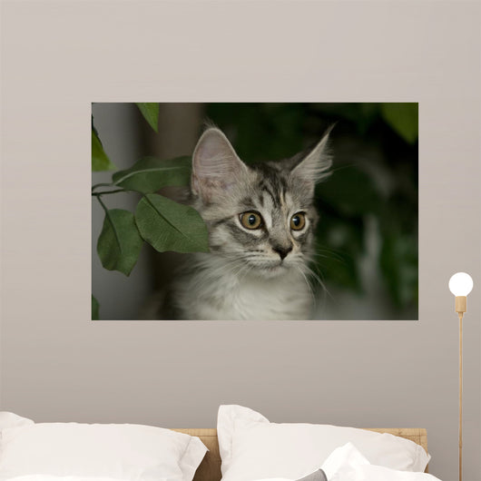 Maine Coon Kitten Wall Decal