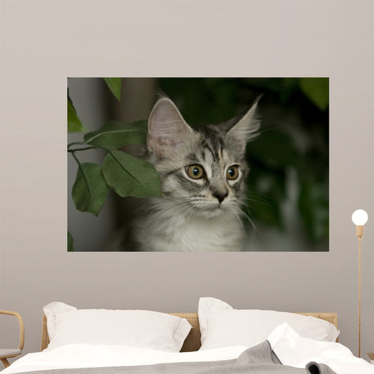Maine Coon Kitten Wall Decal
