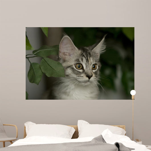 Maine Coon Kitten Wall Decal