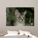 Maine Coon Kitten Wall Decal