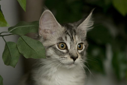 Maine Coon Kitten Wall Decal