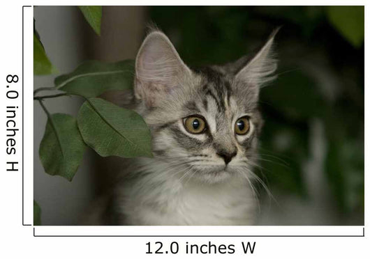 Maine Coon Kitten Wall Decal
