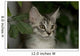 Maine Coon Kitten Wall Decal