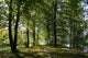 Forest Wall Decal Design 2