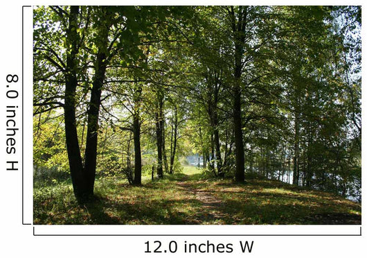 Forest Wall Decal Design 2