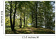 Forest Wall Decal Design 2