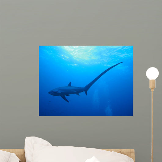 Fuchshai Indopazifk Wall Mural