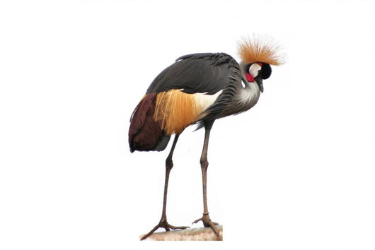 Bird Paradise Wall Decal