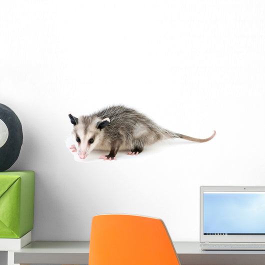 Common Opossum Wall Decal