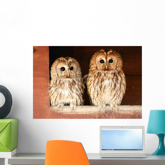 Two Tawny Owls Wall Decal