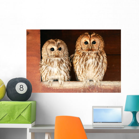 Two Tawny Owls Wall Decal