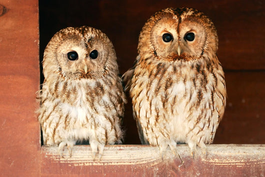 Two Tawny Owls Wall Decal