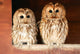 Two Tawny Owls Wall Decal