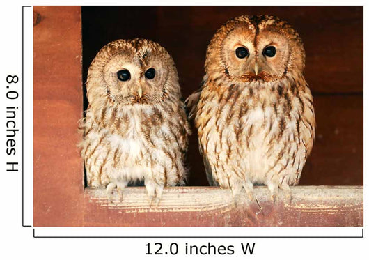 Two Tawny Owls Wall Decal