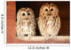 Two Tawny Owls Wall Decal