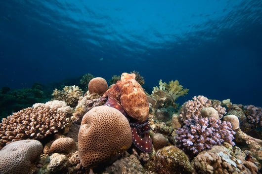 Ocean Sun and Octopus Wall Decal