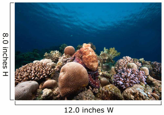 Ocean Sun and Octopus Wall Decal