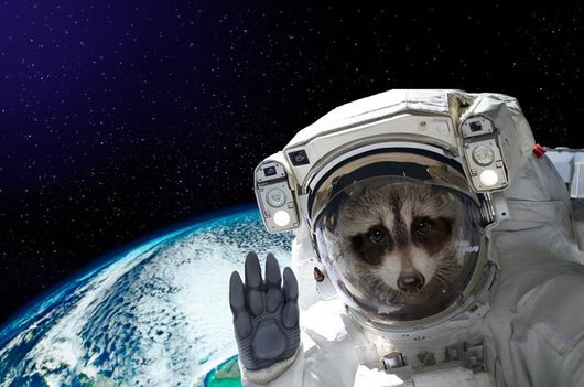 Nasa Space Raccoon Astronaut Wall Decal
