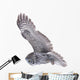 Flying Great Grey Owl Wall Decal