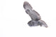 Flying Great Grey Owl Wall Decal