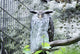 Snow Owl Wall Decal
