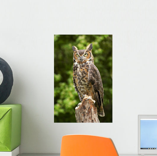 Owl Wall Decal