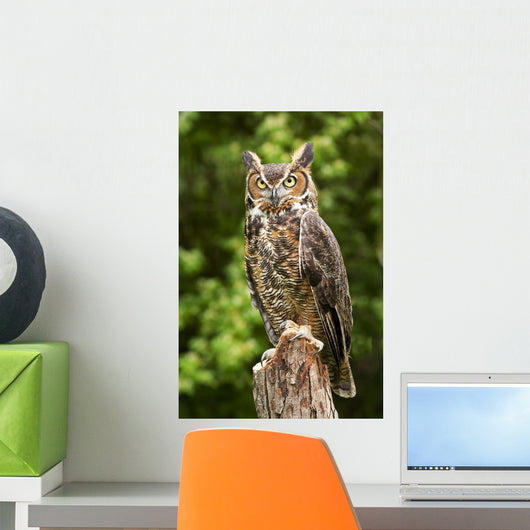 Owl Wall Decal